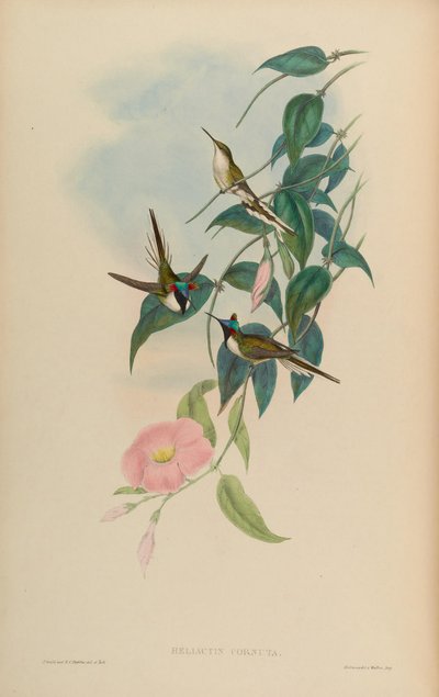 Heliactin cornuta = Heliactin bilophus alkotó: John Gould